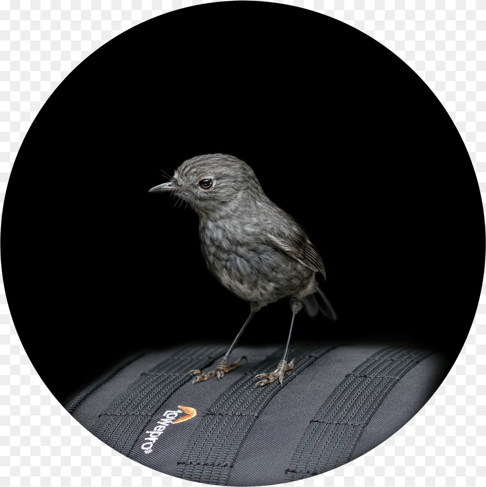 North Island Robin Toutouwai Limited Edition Of Wellington, Animal, Anthus, Bird, Finch Free Transparent Png