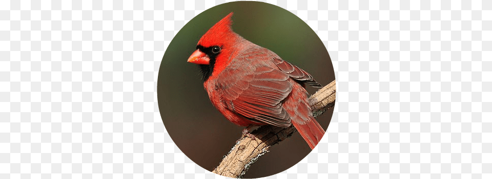 Northern Cardinal 1 Northern Cardinal, Animal, Beak, Bird, Photography Png