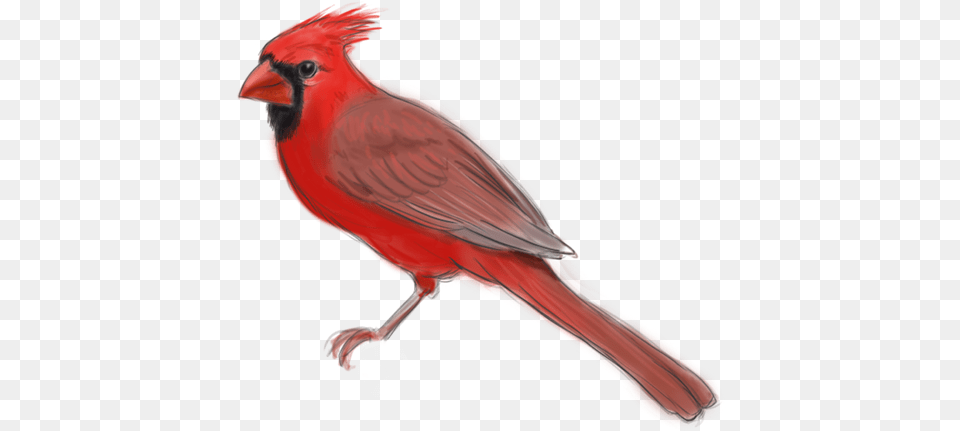 Northern Cardinal, Animal, Bird Free Transparent Png