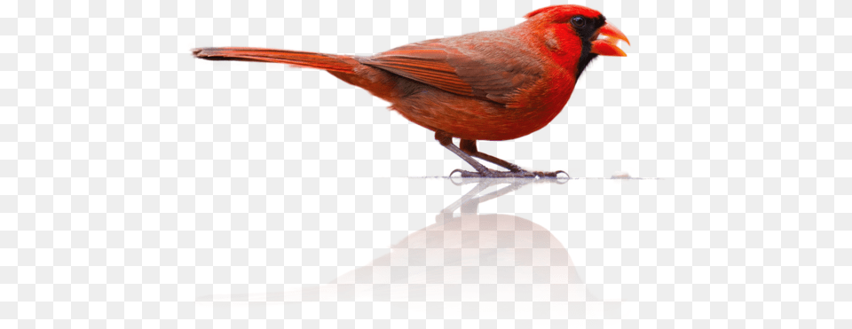 Northern Cardinal, Animal, Beak, Bird, Finch Png Image