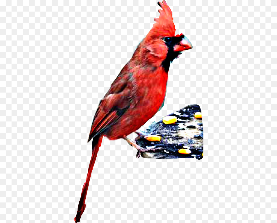 Northern Cardinal, Animal, Beak, Bird Free Png Download