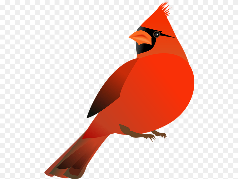 Northern Cardinal St Red Cardinal Bird Clip Art, Animal, Fish, Sea Life, Shark Png Image