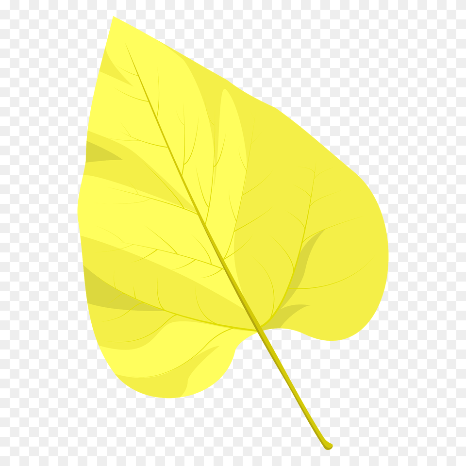 Northern Catalpa Autumn Leaf Clipart, Plant, Tree Free Png Download