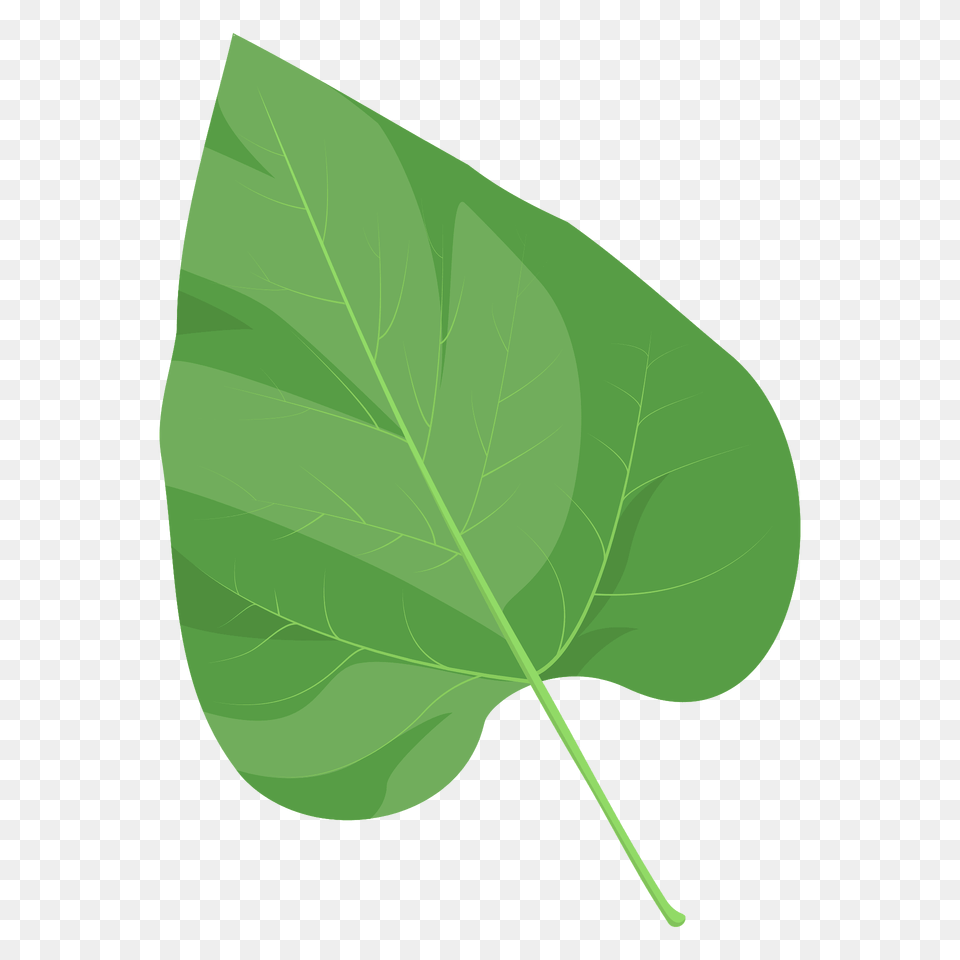 Northern Catalpa Spring Leaf Clipart, Plant, Tree Free Transparent Png