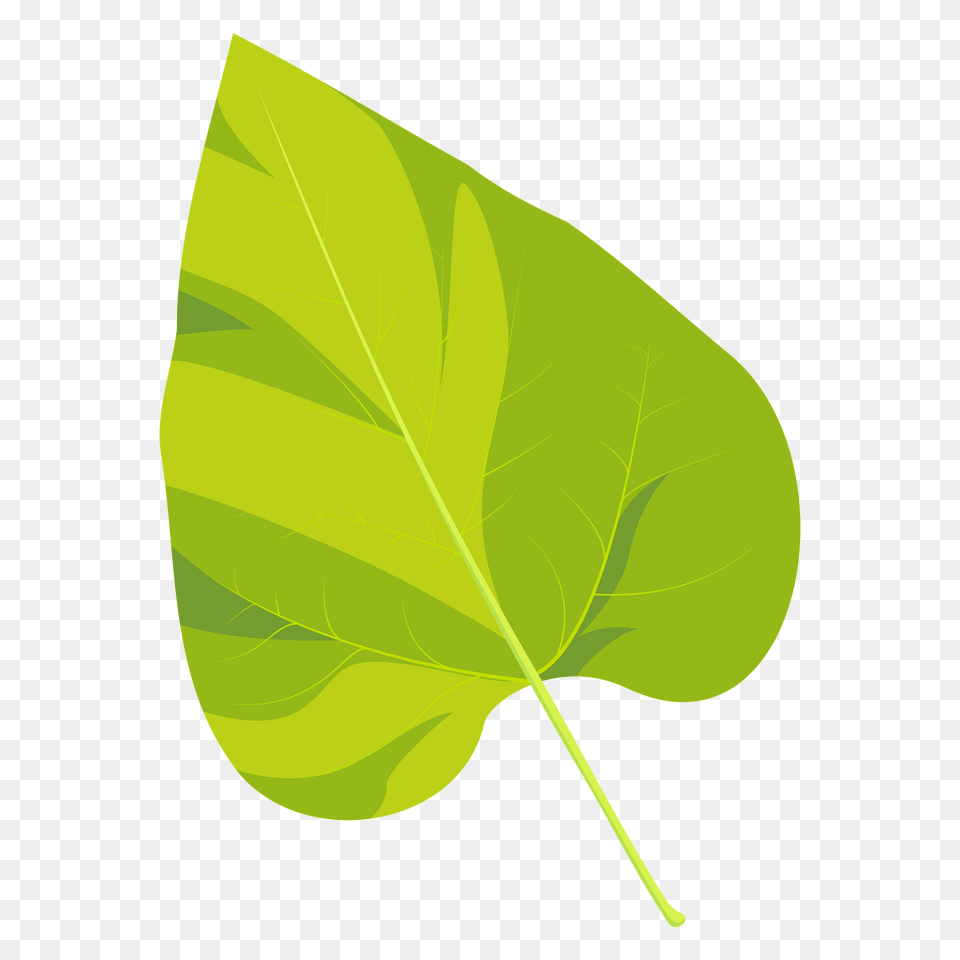 Northern Catalpa Summer Leaf Clipart, Plant Free Png Download