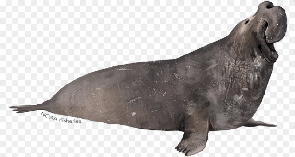Northern Elephant Seal Elephant Seal, Animal, Sea Life, Mammal, Sea Lion Png
