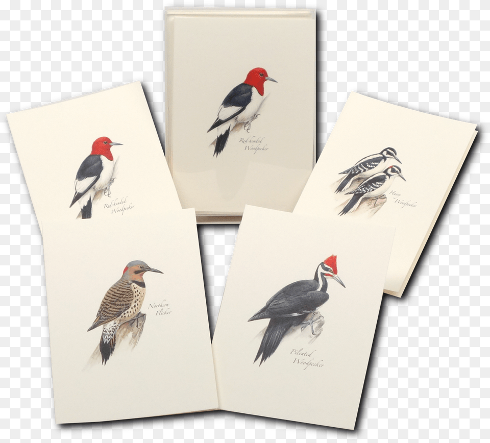 Northern Flicker Bird, Animal, Envelope, Greeting Card, Mail Free Transparent Png