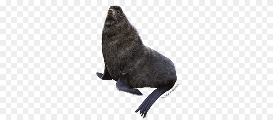 Northern Fur Seal, Animal, Mammal, Bird, Sea Life Png Image