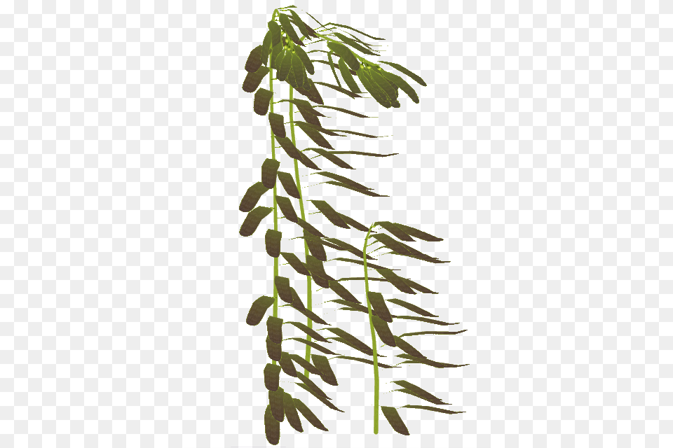 Northern Giant Kelp Seaweed Transparent Background, Moss, Plant, Fern, Tree Png Image
