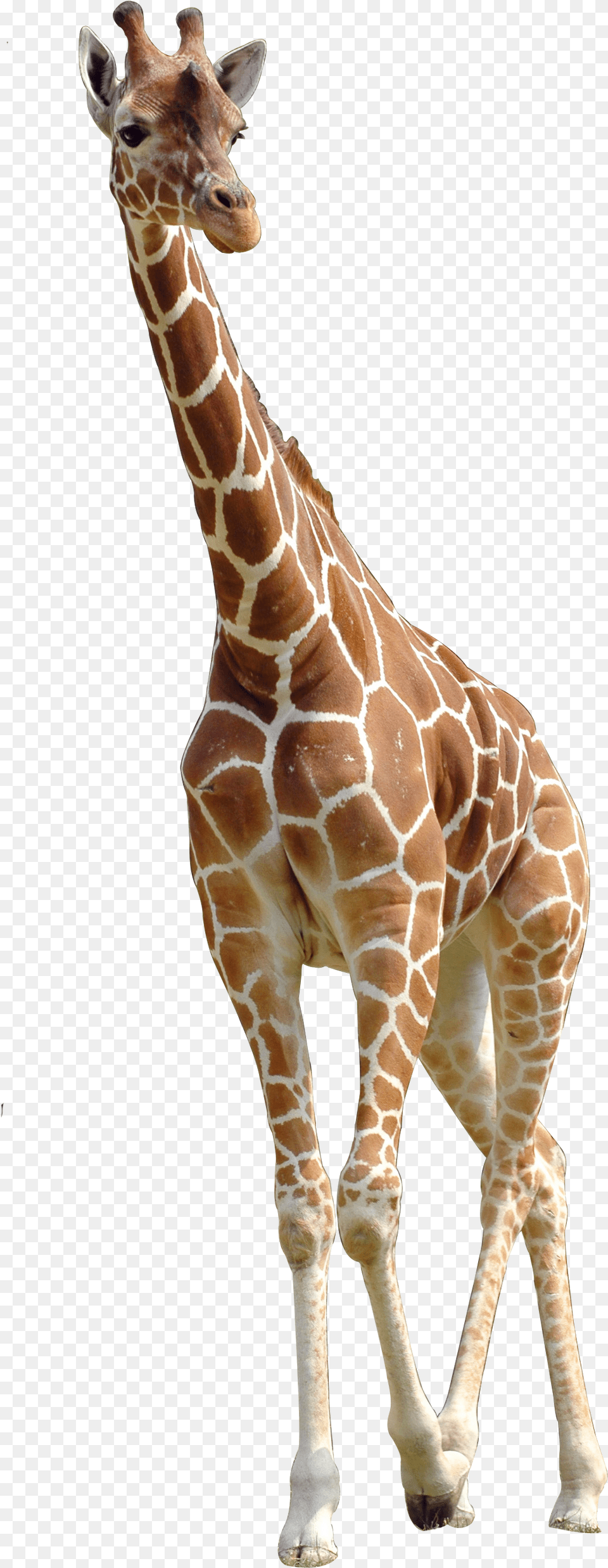 Northern Giraffe Giraffe, Animal, Mammal, Wildlife Free Png