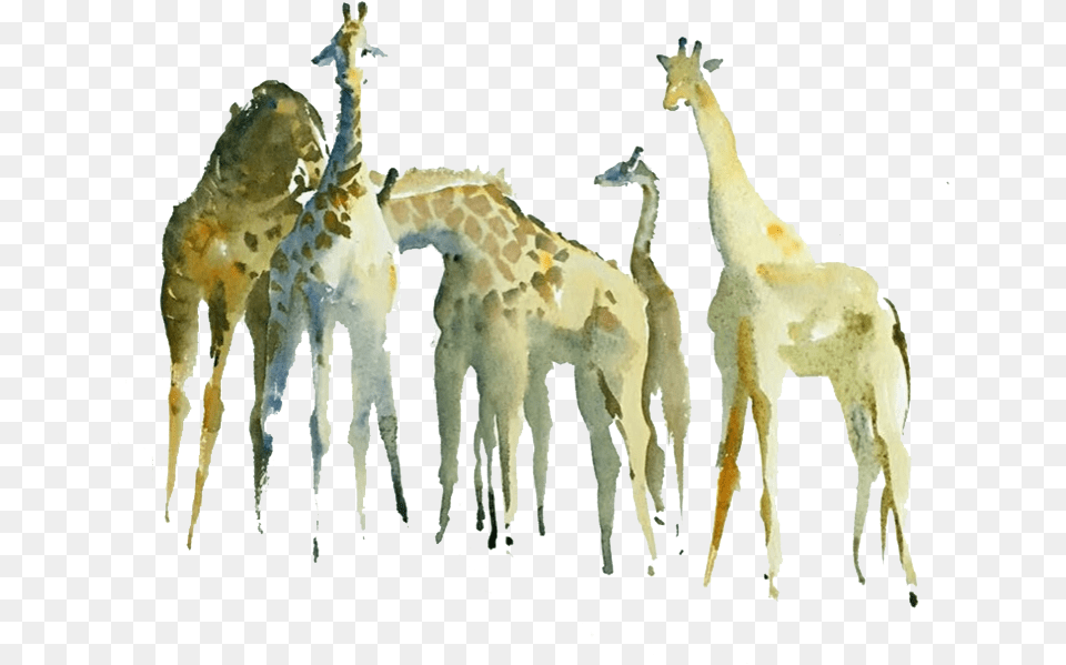 Northern Giraffe Watercolor Painting Drawing Giraffe, Animal, Antelope, Mammal, Wildlife Free Png