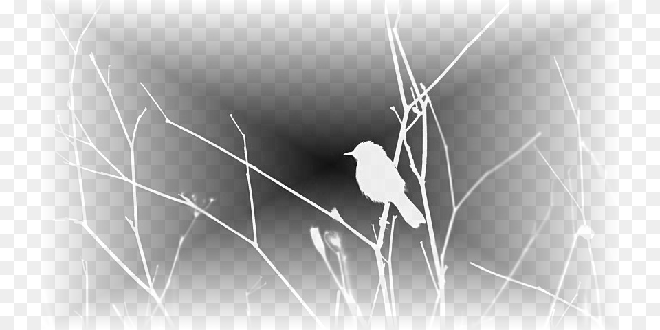 Northern Grey Shrike, Animal, Bird, Blackbird, Anthus Free Transparent Png
