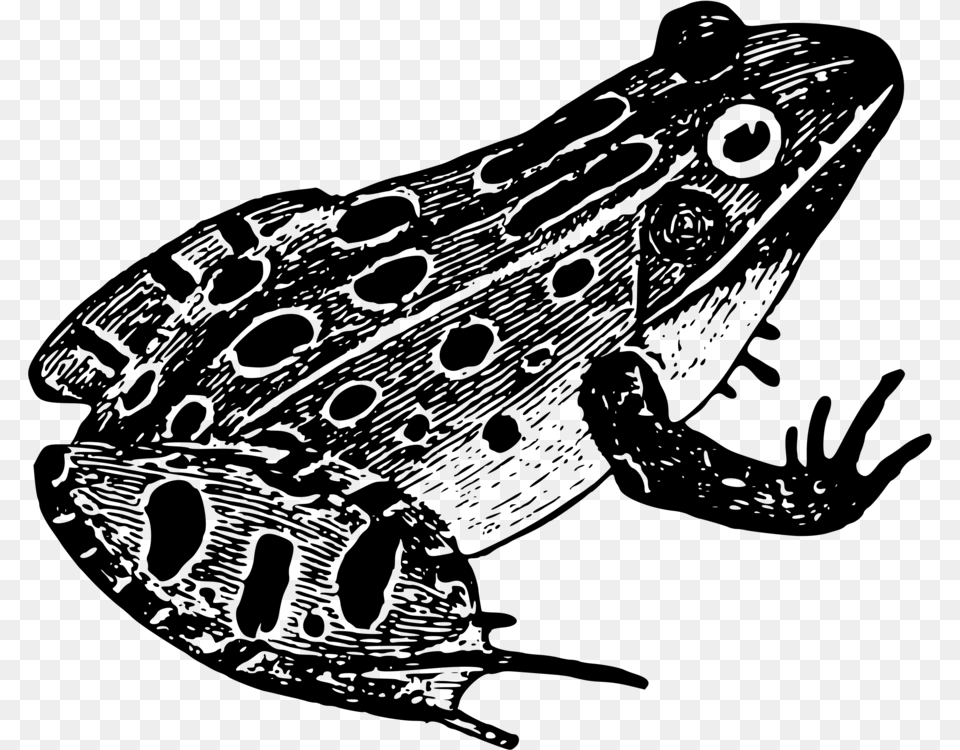 Northern Leopard Frogtoadtrue Frog Black And White Frog, Gray Free Png