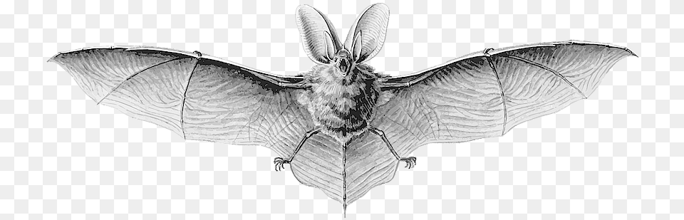 Northern Long Eared Bat Hanging, Animal, Mammal, Wildlife Free Png