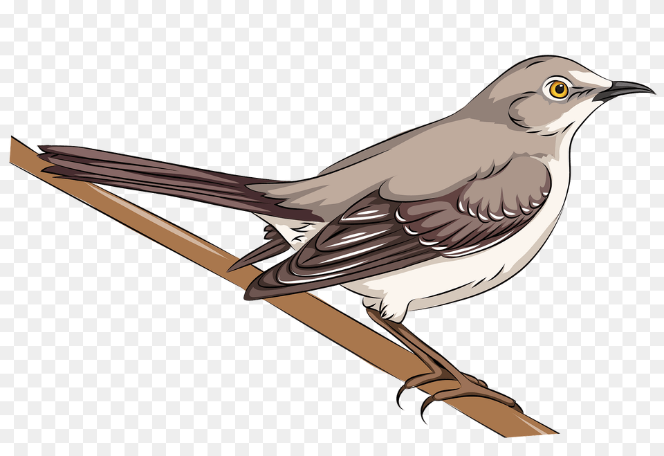 Northern Mockingbird Clipart, Animal, Anthus, Bird, Finch Png