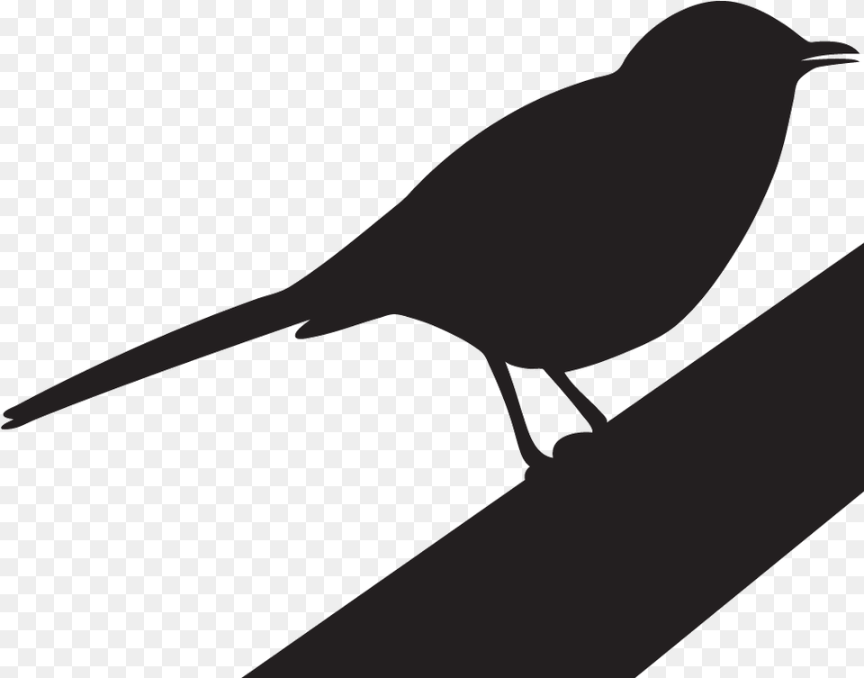 Northern Mockingbird Mockingbird Clipart, Animal, Bird, Blackbird, Fish Free Png Download