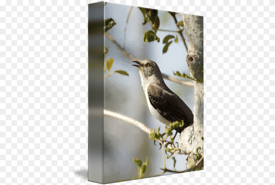 Northern Mockingbird Songbird Singing Nightingale, Animal, Beak, Bird, Blackbird Png Image