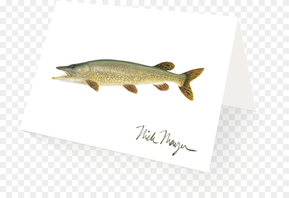 Northern Pike Lunge, Animal, Fish, Sea Life Png Image