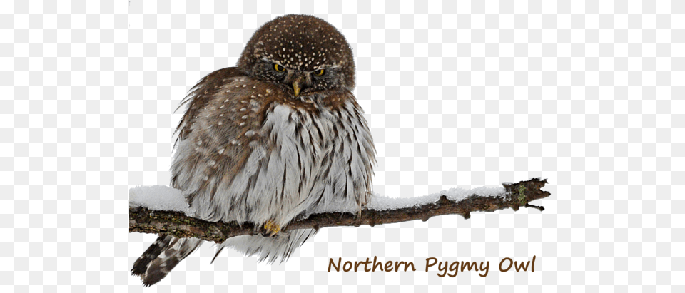 Northern Pygmy Owl 2 Tapestry Pygmy Owl, Animal, Bird, Beak Png