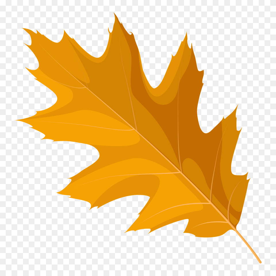Northern Red Oak Autumn Leaf Clipart, Plant, Tree, Maple Leaf, Animal Free Png Download