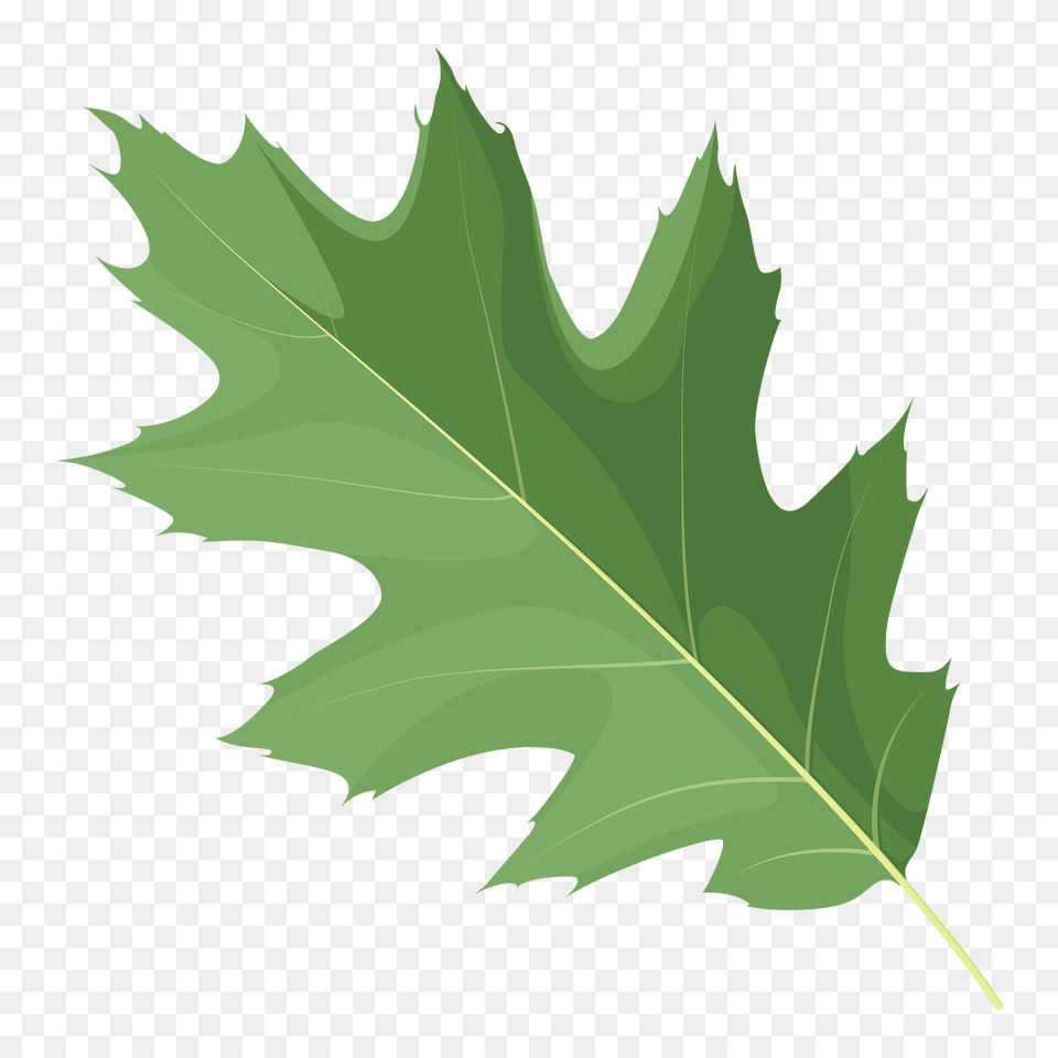 Northern Red Oak Green Leaf Clipart, Plant, Tree, Maple Leaf Free Png Download