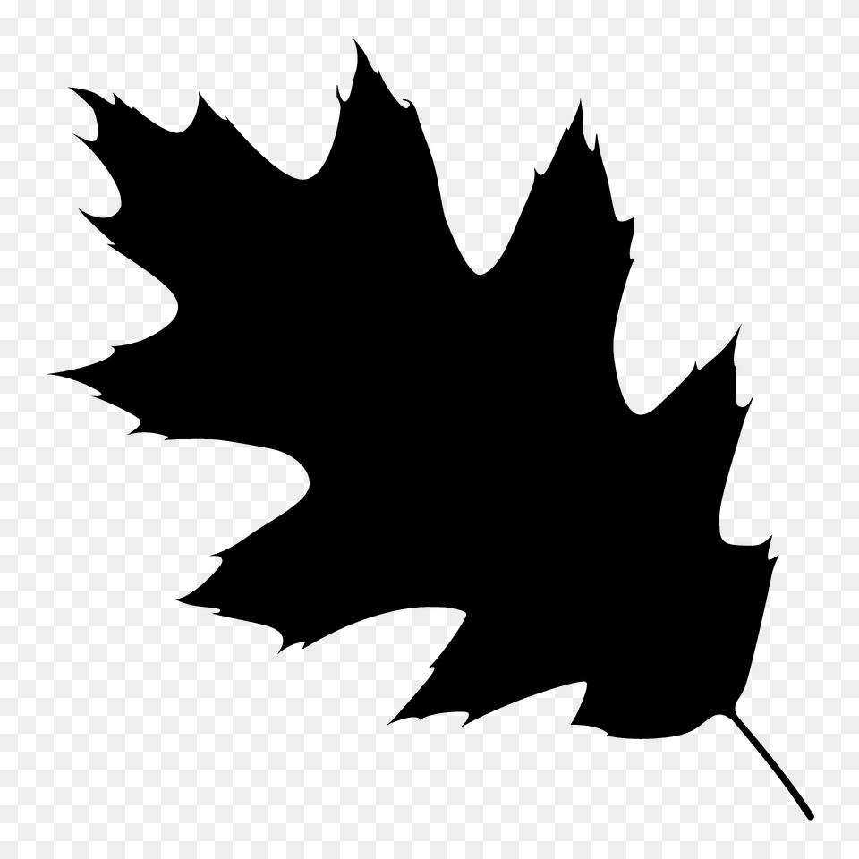 Northern Red Oak Leaf Silhouette, Plant, Maple Leaf, Animal, Fish Free Png Download