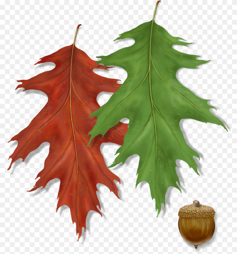 Northern Red Oak Leaf With Acorn, Vegetable, Produce, Plant, Nut Png Image