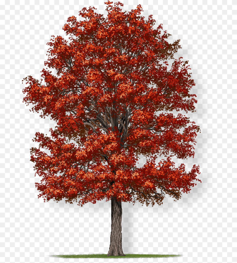 Northern Red Oak Tree Crown, Maple, Plant, Leaf Free Transparent Png