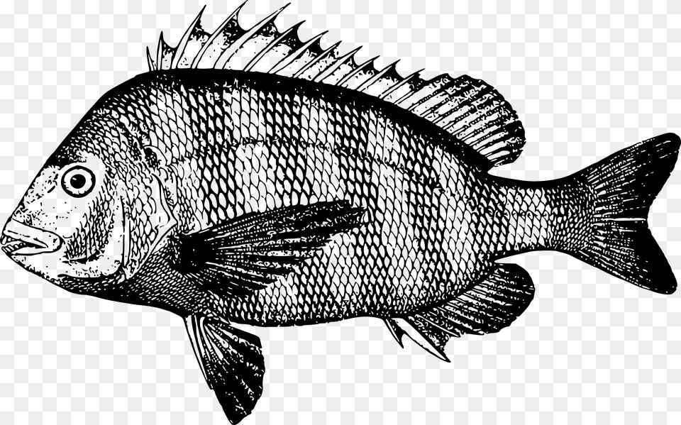 Northern Red Snapper Fish Drawing Roter Schnapper Red Snapper Clip Art, Gray Png Image