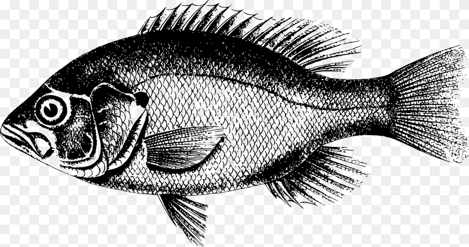 Northern Red Snapper Freshwater Fish Fresh Water Tamsui Fish Pictures Black And White, Gray Free Png