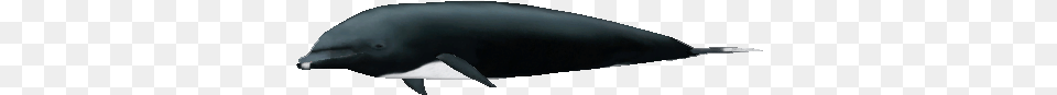 Northern Right Whale Dolphin Dolphin, Animal, Mammal, Sea Life, Fish Png