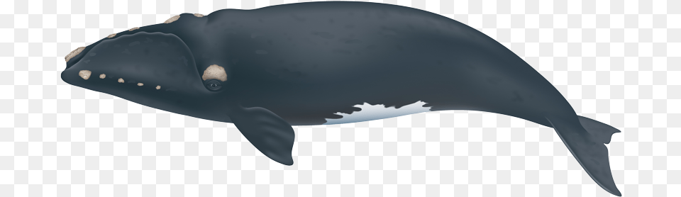 Northern Right Whale Right Whales, Animal, Mammal, Sea Life, Fish Free Transparent Png