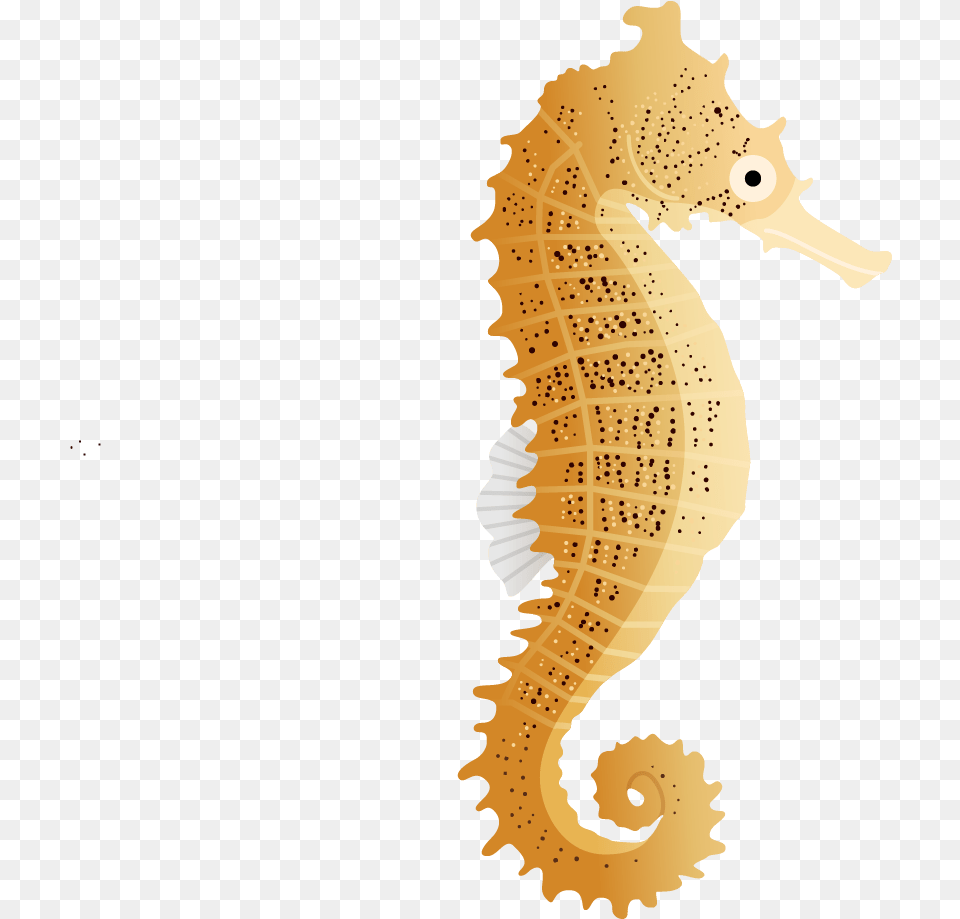 Northern Seahorse, Animal, Mammal, Sea Life, Baby Free Png