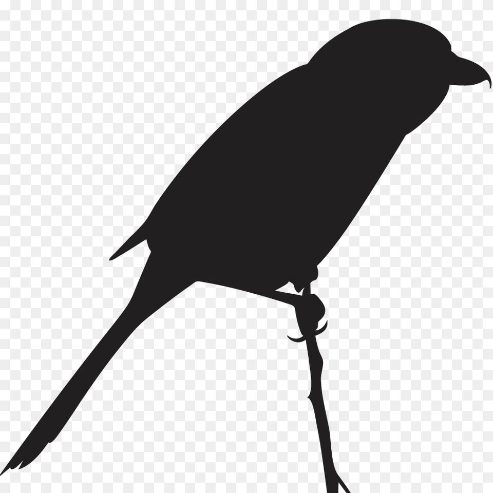Northern Shrike Overview All About Birds Cornell Lab Of Ornithology, Animal, Bird, Blackbird, Silhouette Free Transparent Png