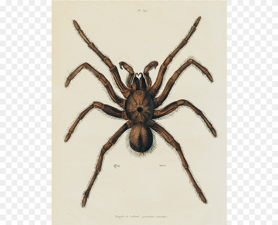 Northern Tree Funnel Web Spider, Animal, Invertebrate, Insect, Tarantula Free Png