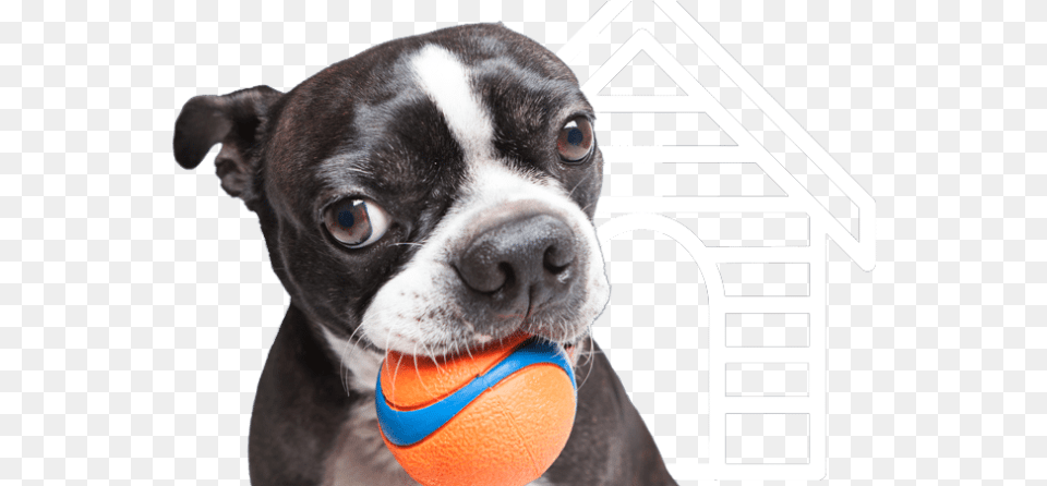 Northern Va Pet Sitting Company Provides Dog Walking Boston Terrier, Animal, Canine, Mammal, Bulldog Free Png Download