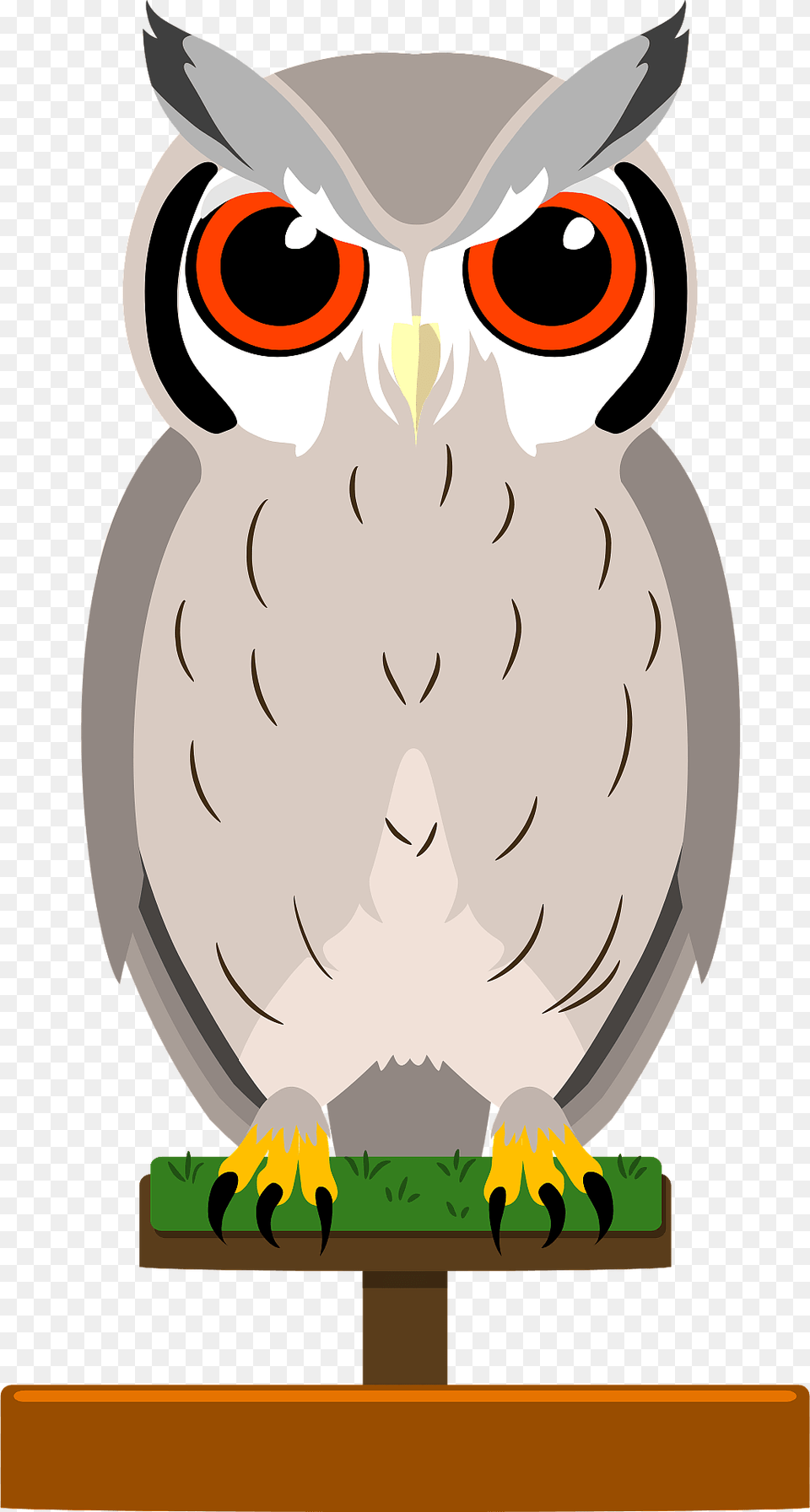 Northern White Faced Owl Clipart, Animal, Beak, Bird, Person Free Png