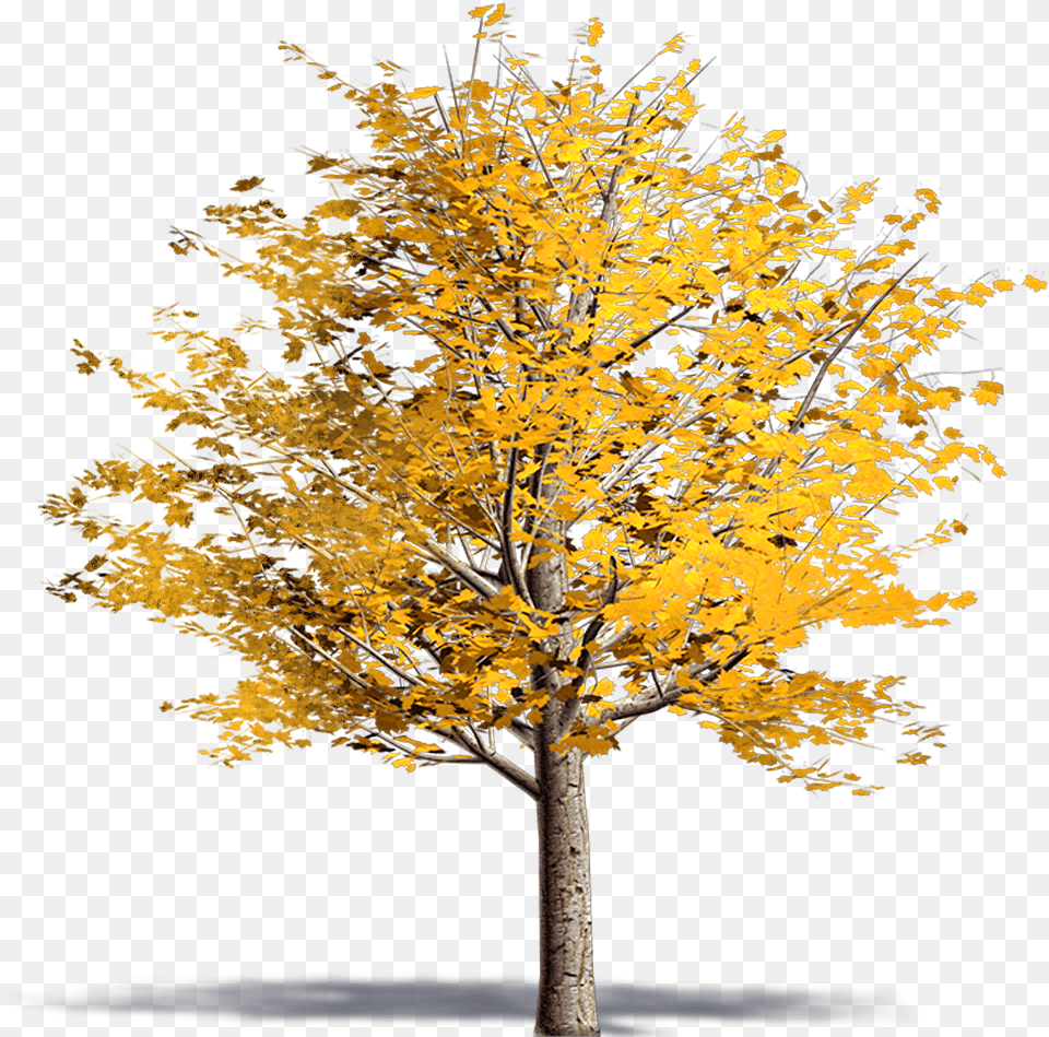 Norway Maple Ginkgo Biloba Tree, Leaf, Plant, Tree Trunk Free Transparent Png