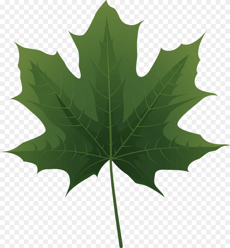 Norway Maple Green Leaf Clipart, Plant, Tree, Maple Leaf Free Png