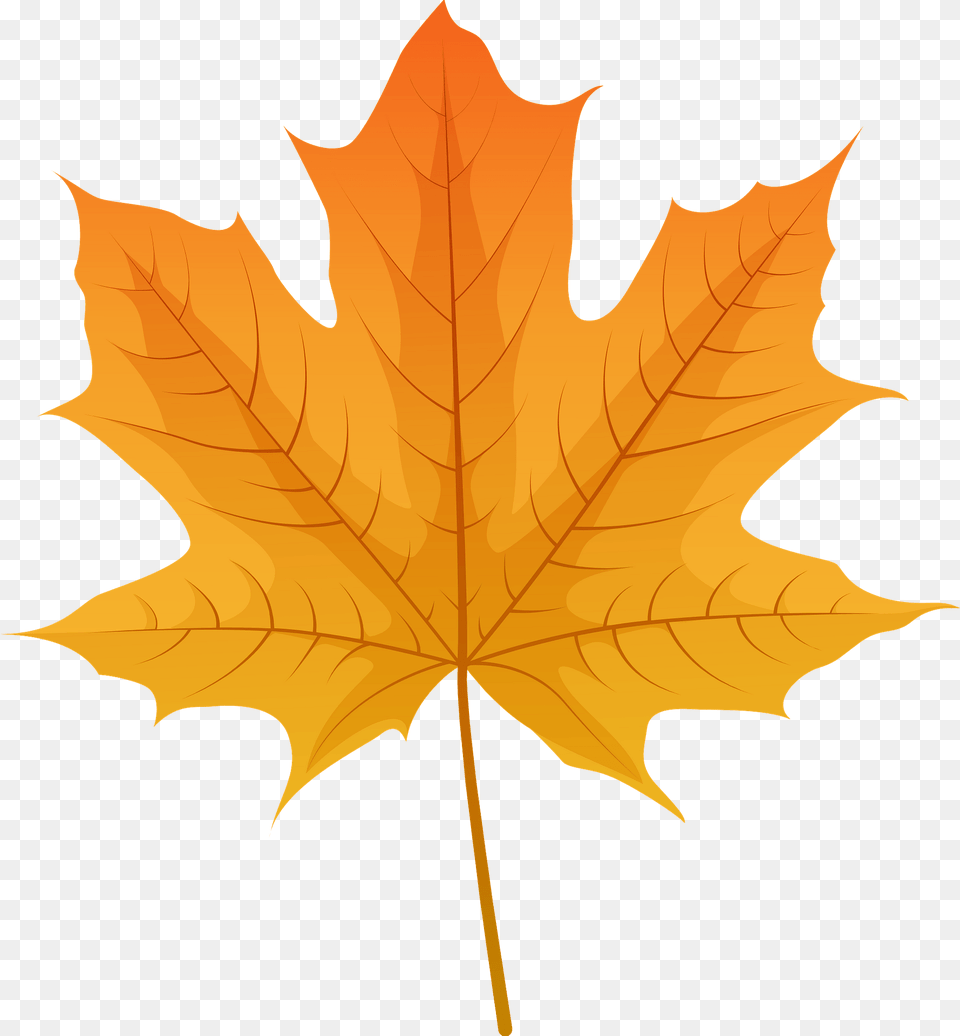 Norway Maple Red Leaf Clipart, Plant, Tree, Maple Leaf Png