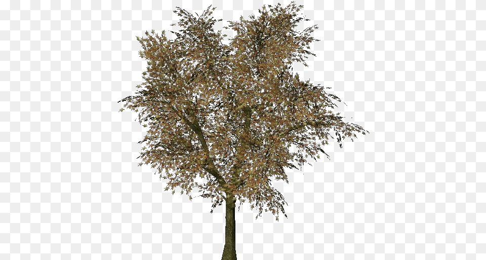 Norway Maple Tree Transparent, Plant, Tree Trunk, Leaf, Vegetation Free Png