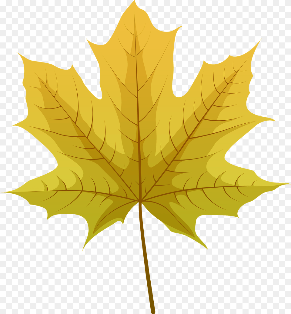 Norway Maple Yellow Leaf Clipart, Plant, Tree, Maple Leaf Free Png