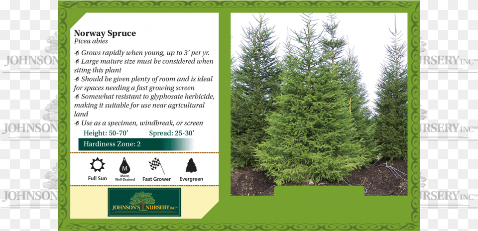 Norway Spruce Picea Abies Benchcard Mesabi Cherry, Conifer, Fir, Pine, Plant Free Png