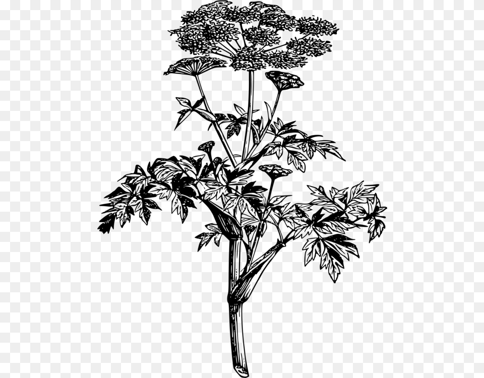Norwegian Angelica Wild Angelica Botany Drawing Plants Botanical Plants Gray Free Png