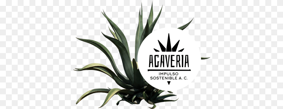 Nos Interesa El Desarrollo De La Cultura Del Agave Logo Impulso Agaveria, Plant, Aloe, Agavaceae Free Png Download