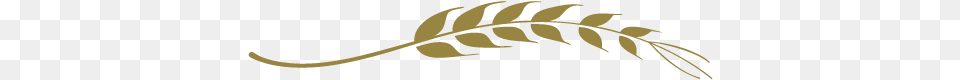 Nossa Equipe Ramo De Trigo, Leaf, Plant, Fern Png