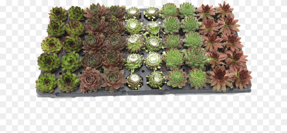 Not Drop Any Succulent Assortments But Instead We39ve Artificial Flower, Plant, Potted Plant, Planter, Vase Png Image