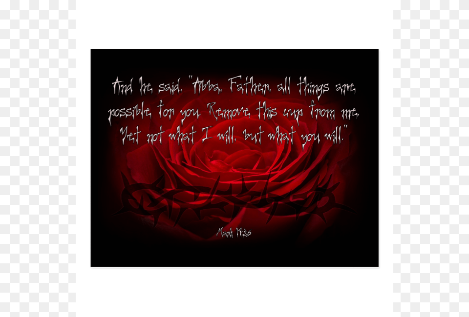 Not My Will But Yours Be Done Mark Religious Text, Flower, Plant, Rose Png