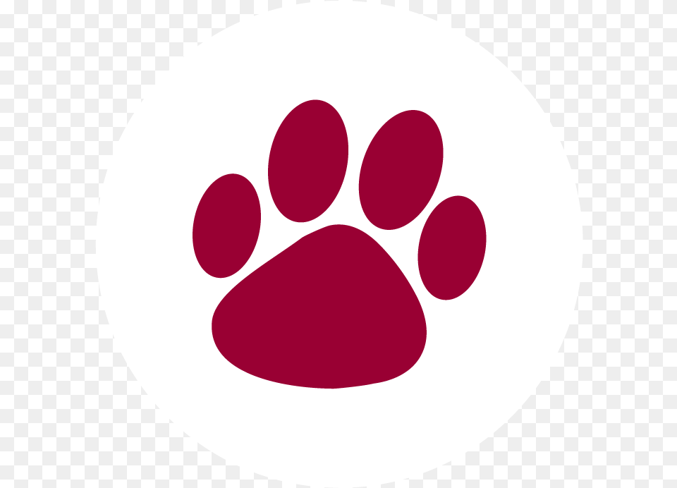 Not Sure If Your Dog Or Cat Was Vaccinated As A Puppy Cat Print To Trace, Disk Free Transparent Png