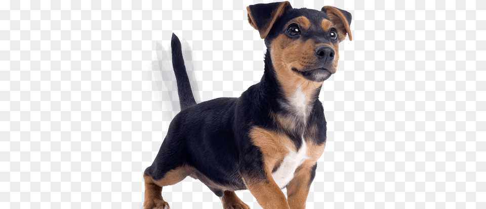 Not The Size Of Our Tail Small Dog, Animal, Canine, Hound, Mammal Free Transparent Png